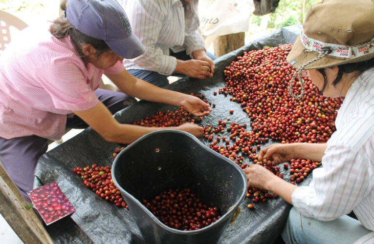 Fedeagro apuesta por una exitosa exportación de café a China