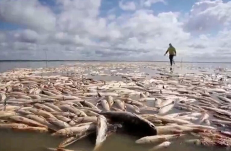 Sequía en la Amazonía provoca la muerte de toneladas peces
