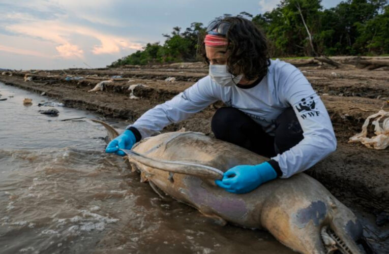 Hallan 110 delfines muertos en el Amazonas