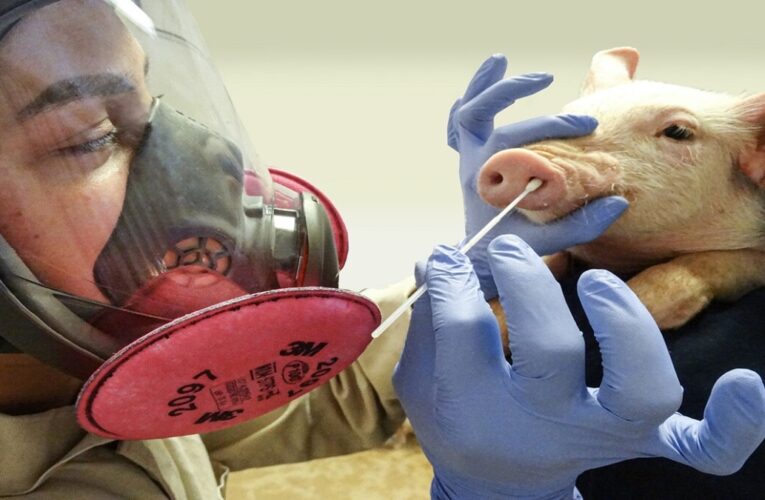 Confirman el primer caso en el Reino Unido de gripe porcina en un ser humano