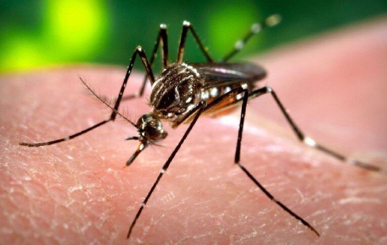 El dengue ya tiene visos de epidemia en Caracas