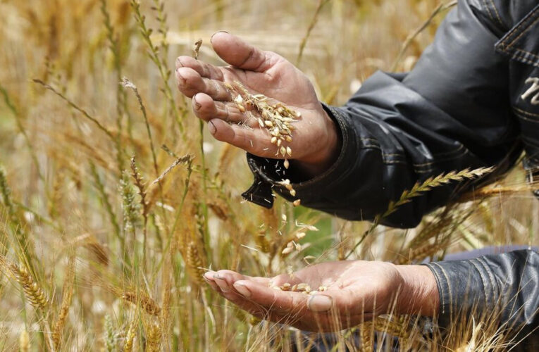 Rusia no exportará trigo por los próximos seis meses