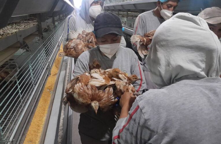 FAO pronostica nueva crisis de gripe aviar en 2024