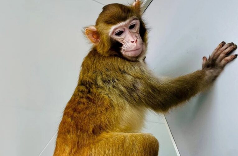 Se llama Retro, un mono clonado que usarán para probar medicamentos en China