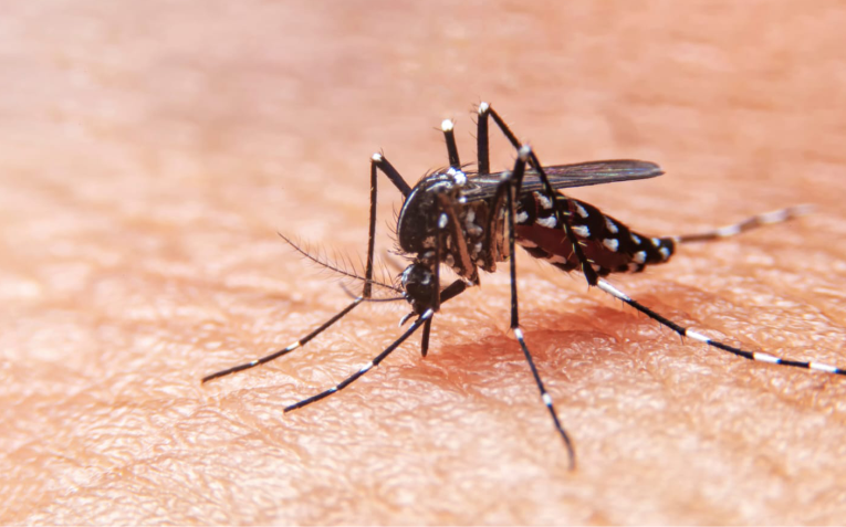 Especialistas exigen control epidemiológico en Venezuela ante aumento de casos de dengue en LATAM