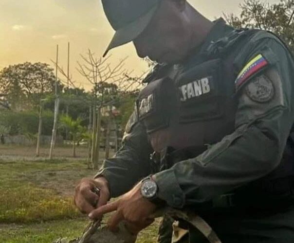 Rescataron 40 iguanas en Anzoátegui