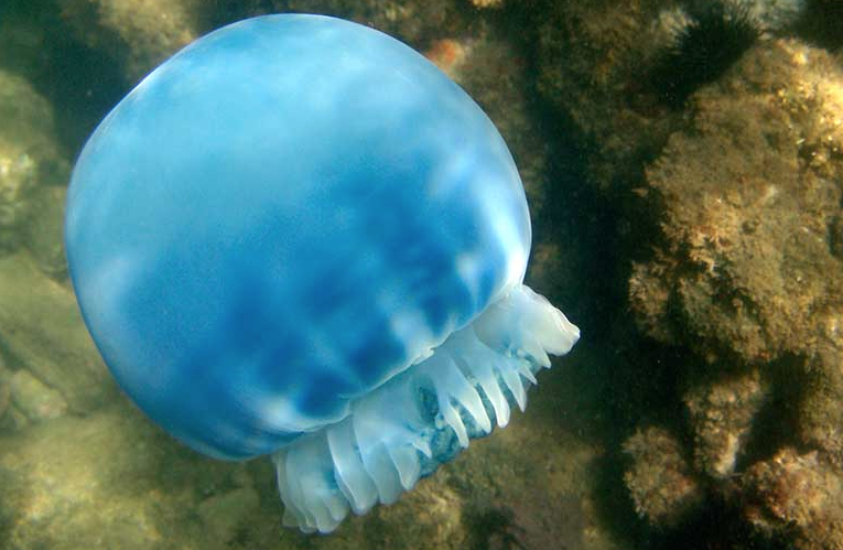 Alertan sobre presencia de medusas bola de cañón en Bahía de Cata