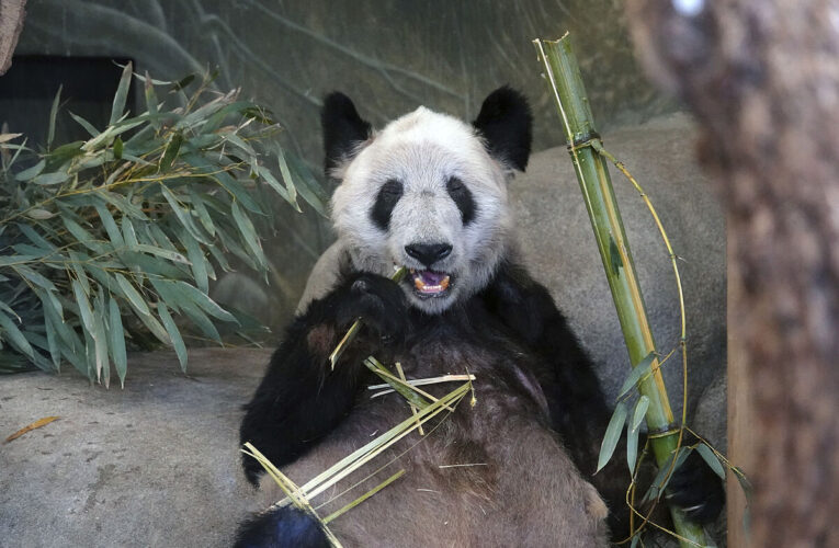 Muere Tan Tan, la panda más anciana de Japón