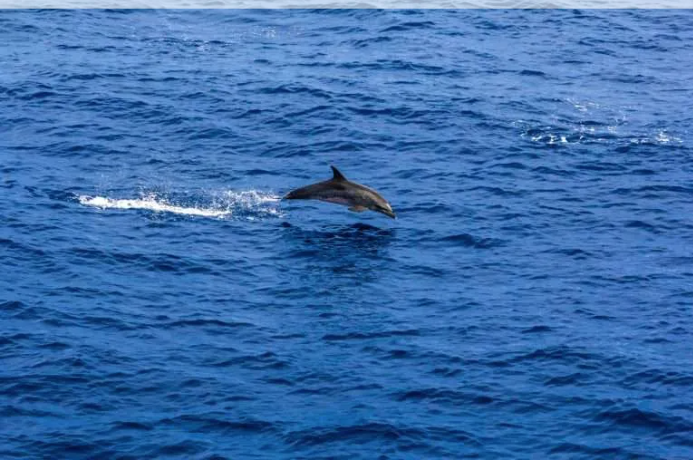 Evalúan la presencia de cetáceos entre La Guaira e Isla de Aves
