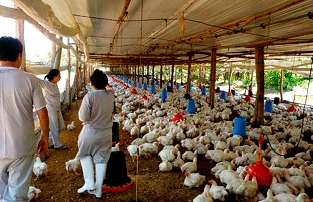 OMS llama a reforzar medidas de protección contra la gripe aviar
