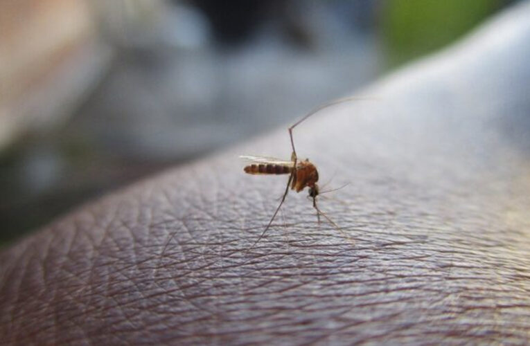 Sociedad Venezolana de Infectología alerta sobre repunte de dengue