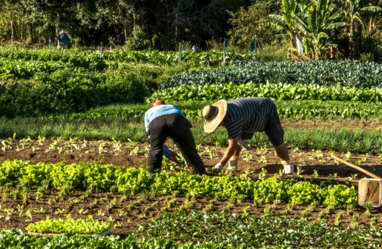 Fedeagro espera exoneración de contribución al Fondo de Pensiones