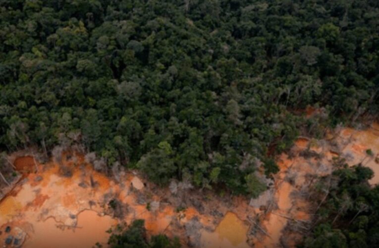 Alertan que en Venezuela se deforesta el equivalente a 350 canchas de fútbol al día