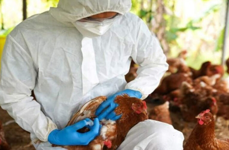 La OMS reporta la primera muerte humana por gripe aviar en México