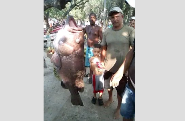 Capturan en La Guaira un mero de casi 100 kilos