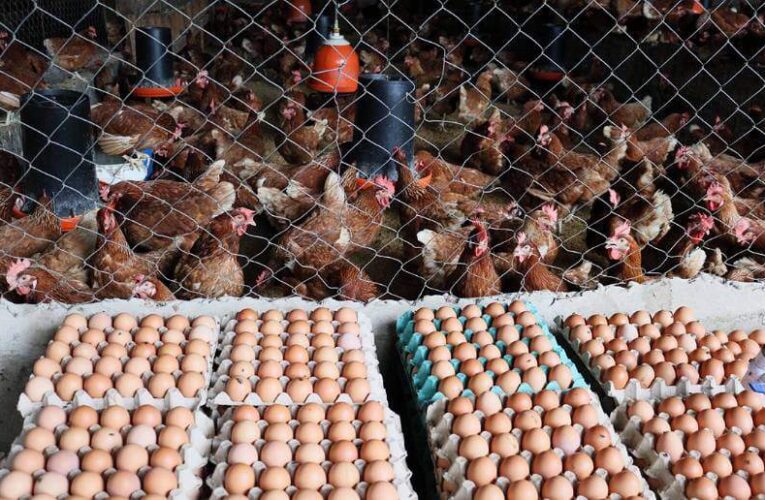 Pollo y huevos es lo que más consumen los venezolanos