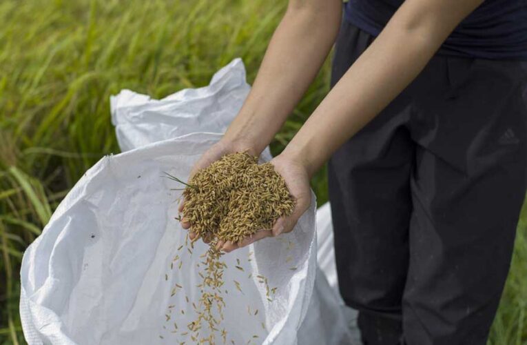 Fedeagro cuestiona importaciones de materia prima en plena siembra de maíz y arroz