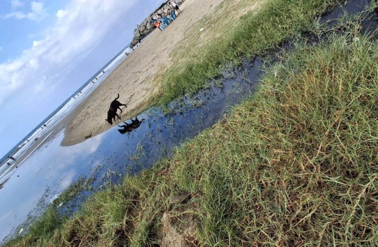 Prestadores de servicios de Playa B de Naiguatá piden solución para las aguas negras