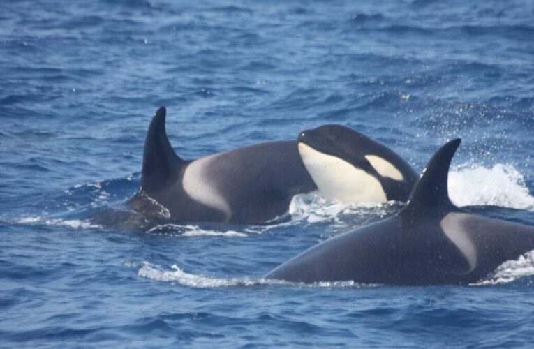 Avistaron ballena «asesina» en Los Frailes