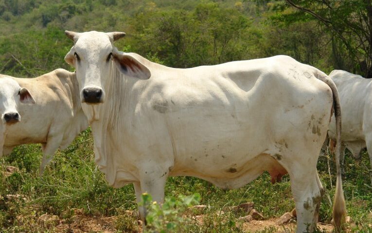 Fedenaga asegura abastecimiento de carne