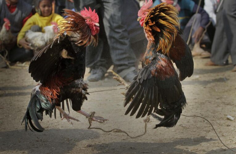 4 muertos en tiroteo durante pelea de gallos