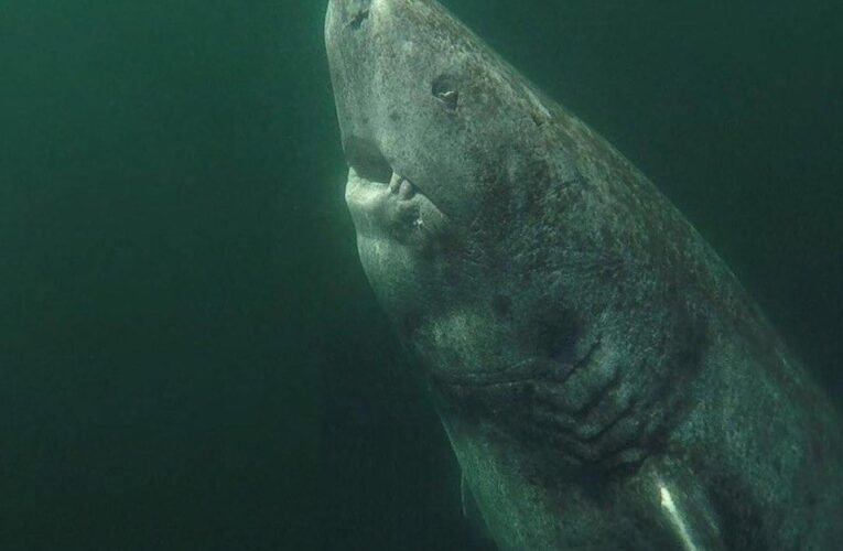 Logran grabar al tiburón más viejo del mundo