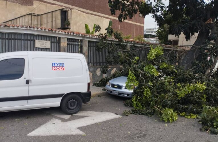 Cayó árbol sobre carro en la avenida La Atlántida