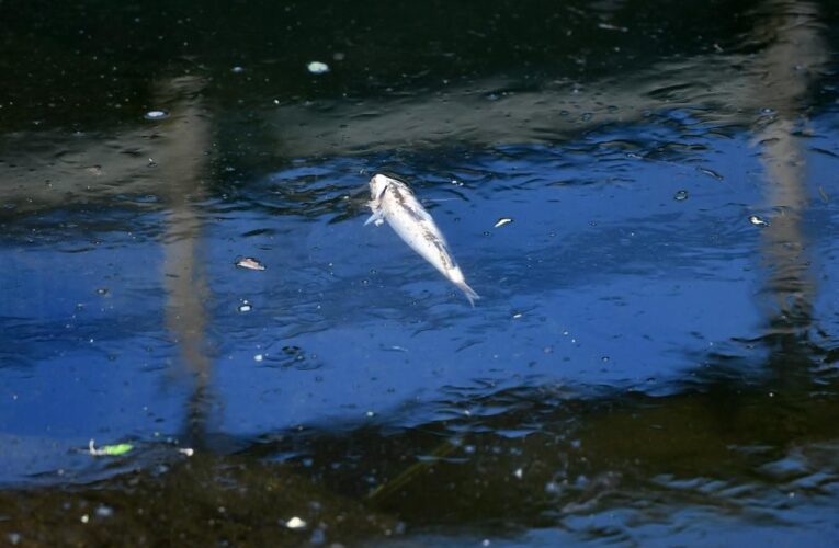 Aparecen peces muertos en Los Roques