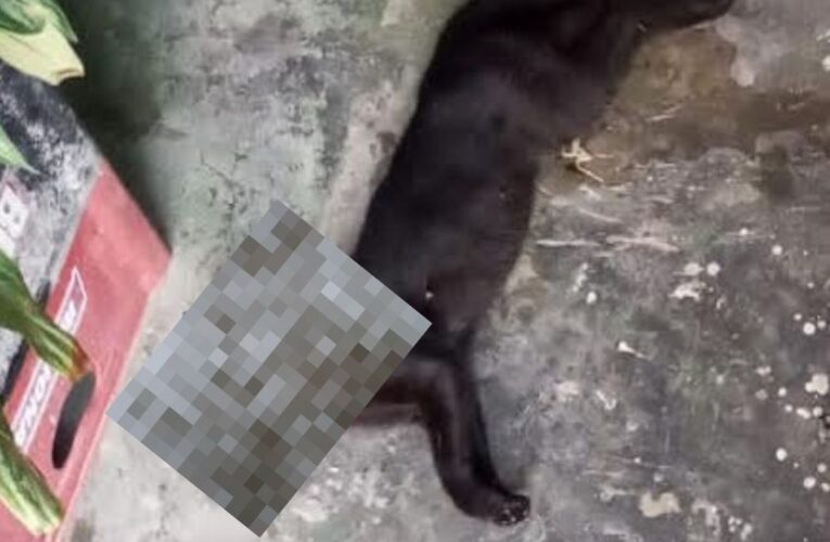 Envenenan y decapitan gatos en Naiguatá