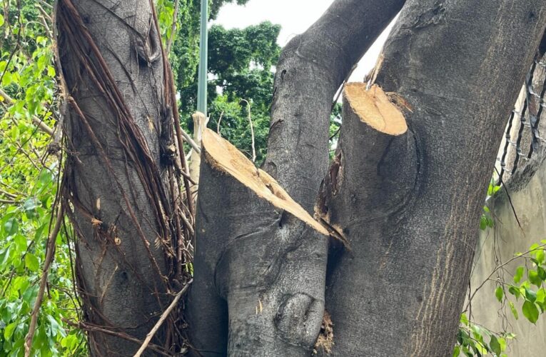 Comenzaron a talar un árbol en La Atlántida y los detuvieron