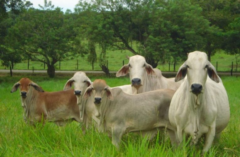 Piden a ganaderos que no maten a las vacas preñadas