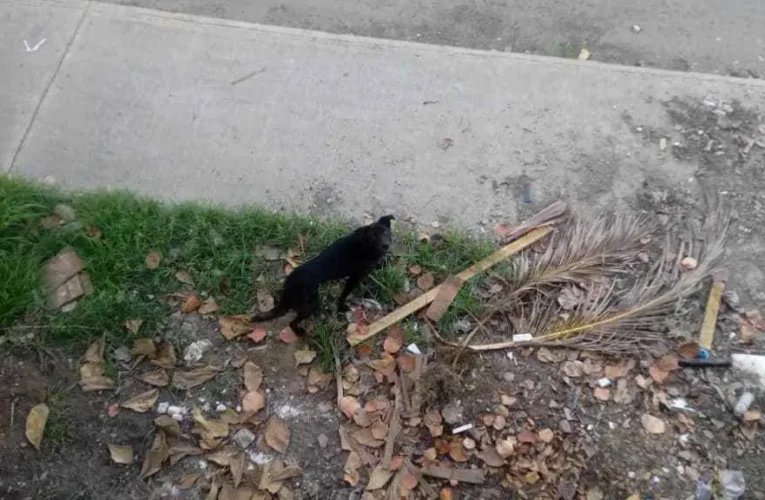 Piden el rescate de perro abandonado frente al Pez Vela en Playa Grande