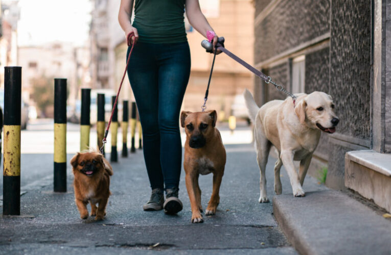 Multas de tránsito podrán pagarse paseando a las mascotas en México