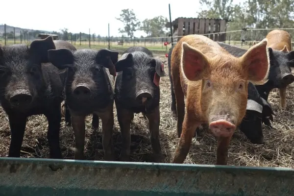 Productores garantizan abastecimiento de carne de cerdo para la temporada decembrina