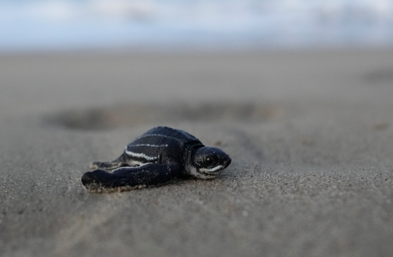 Reacondicionarán nidario para el desove de tortugas marinas en La Sabana