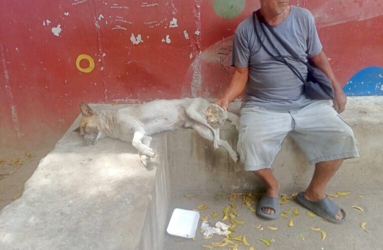 Matan a perro de una pedrada en Naiguatá