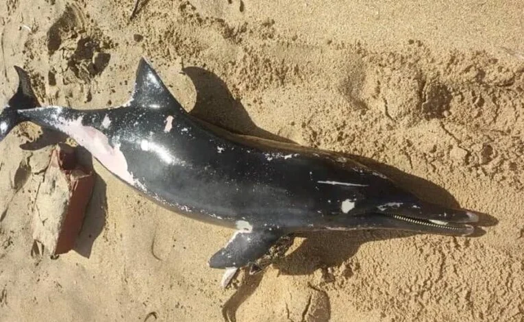 Forenses investigan muerte de delfines en Carúpano