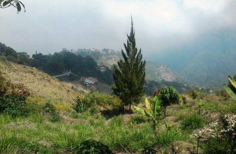 Agricultores están abandonando los cultivos