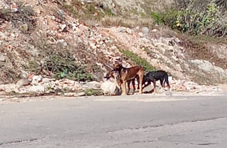 Piden rescatar a perros abandonados en la entrada de Mare Abajo