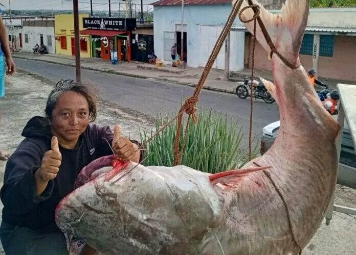 Mujer pescó en el río Orinoco un bagre de 146 kilos