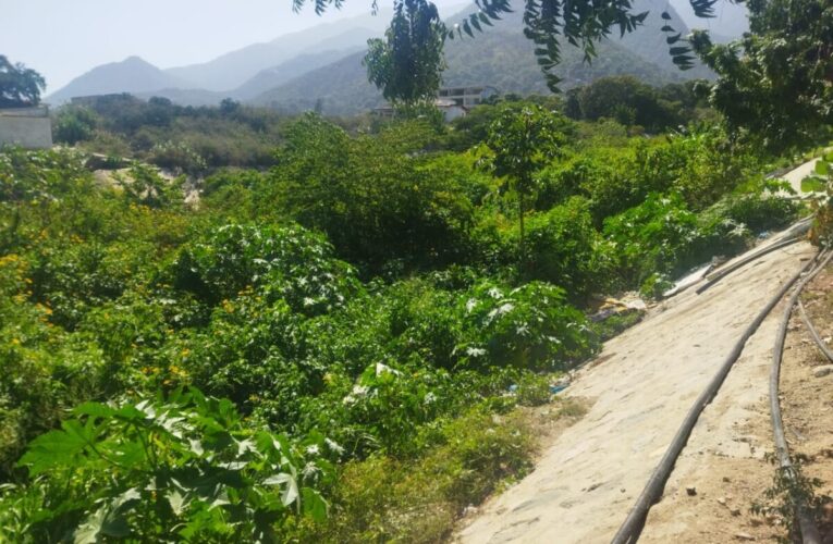 En una selva se convirtió la quebrada de Los Corales