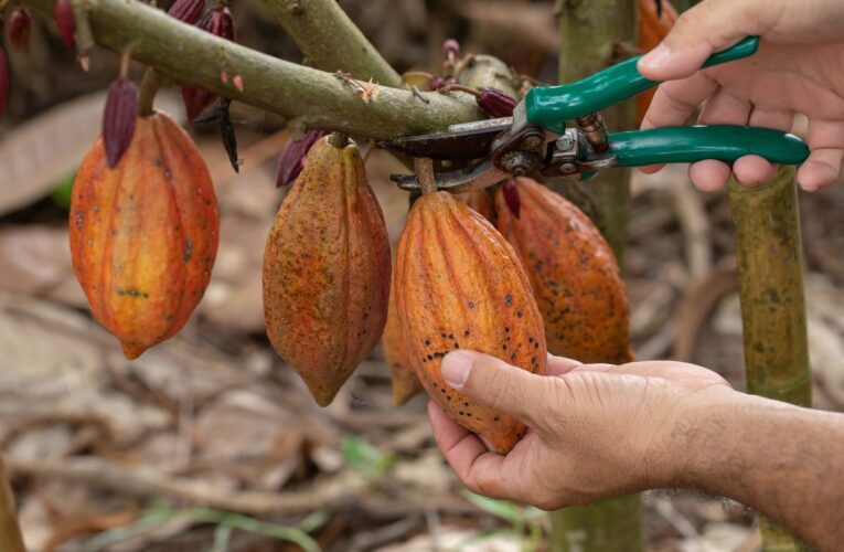 Cacaoteros en crisis claman por el necesario apoyo del Gobierno