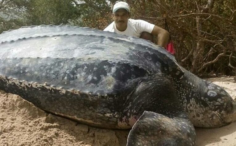 Comenzó la temporada de nidación de tortugas