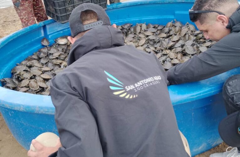 Liberan más de 22 mil tortuguillos en el Orinoco