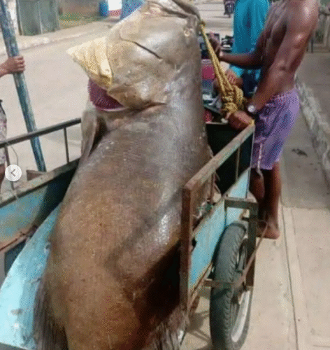 Pescaron mero de 250 kilos en Falcón