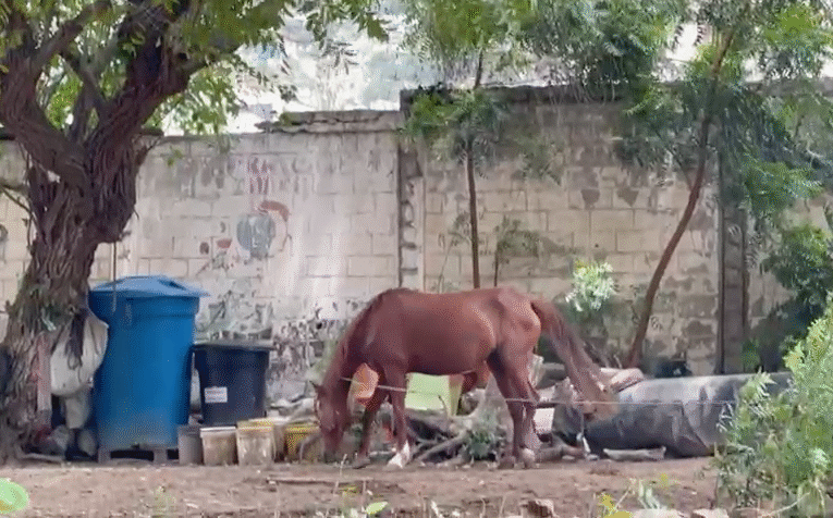 Urge rescatar dos caballos en el liceo Vargas