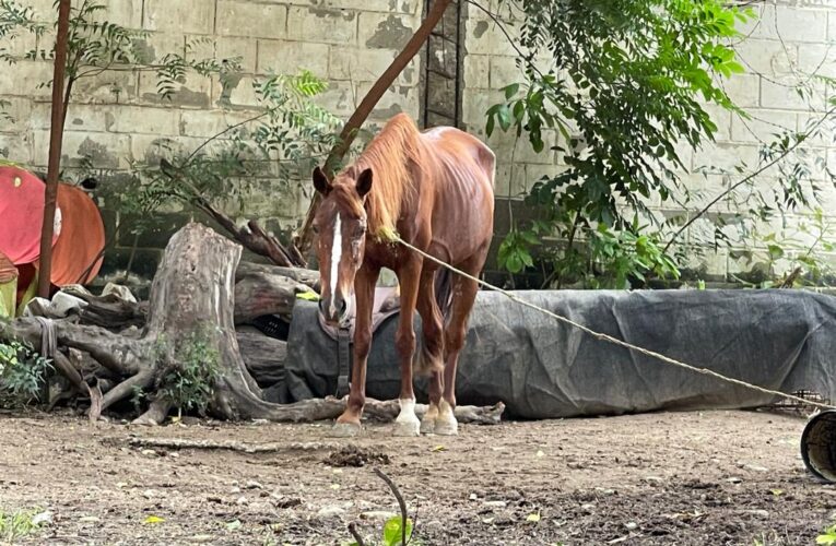 Hay 2 caballos sufriendo hambre y sed en terreno del liceo José María Vargas