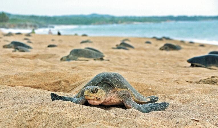 Alertan sobre el peligro de extinción de las tortugas marinas
