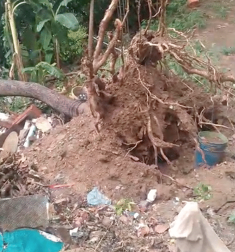 Aún no retiran árbol caído en Santa Ana