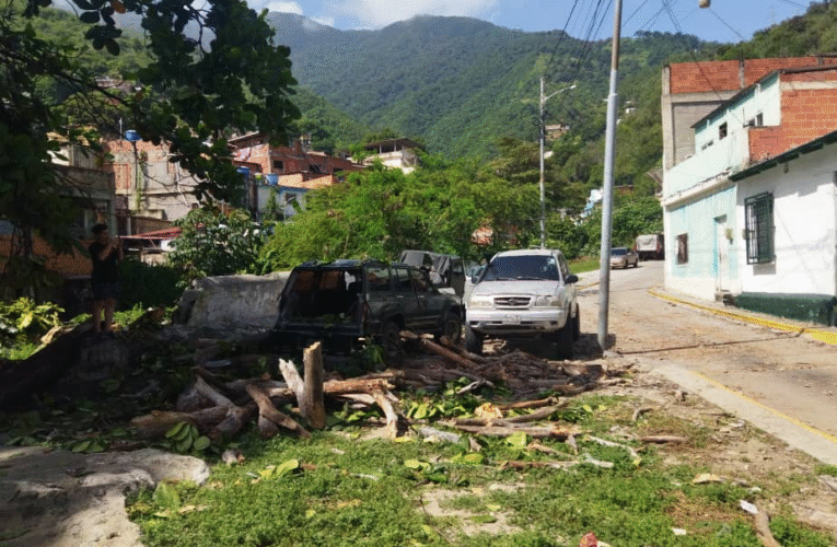 Cayó un árbol y destrozó 4 carros en Caja de Agua